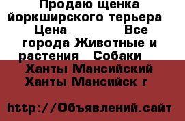 Продаю щенка йоркширского терьера  › Цена ­ 20 000 - Все города Животные и растения » Собаки   . Ханты-Мансийский,Ханты-Мансийск г.